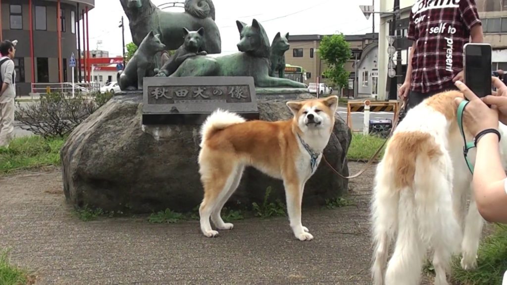 秋田犬　撮影地：JR大館駅前　2019.09.22　Akita Dog