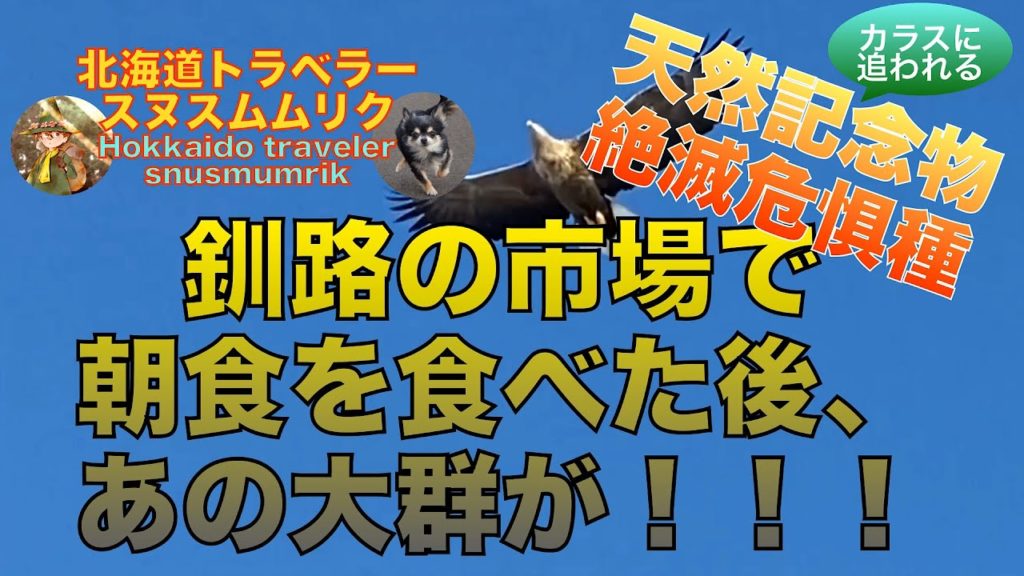 #北海道　#旅行　#天然記念物【天然記念物・絶滅危惧種がカラスに追われる】貴重映像！？　釧路で朝食を食べた後に見たあの大群