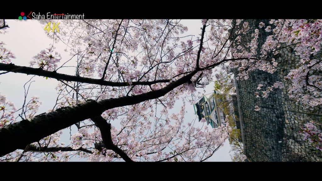 [4K60P] 満開の桜と大阪城 Cherry Blossom at OSAKA Castle