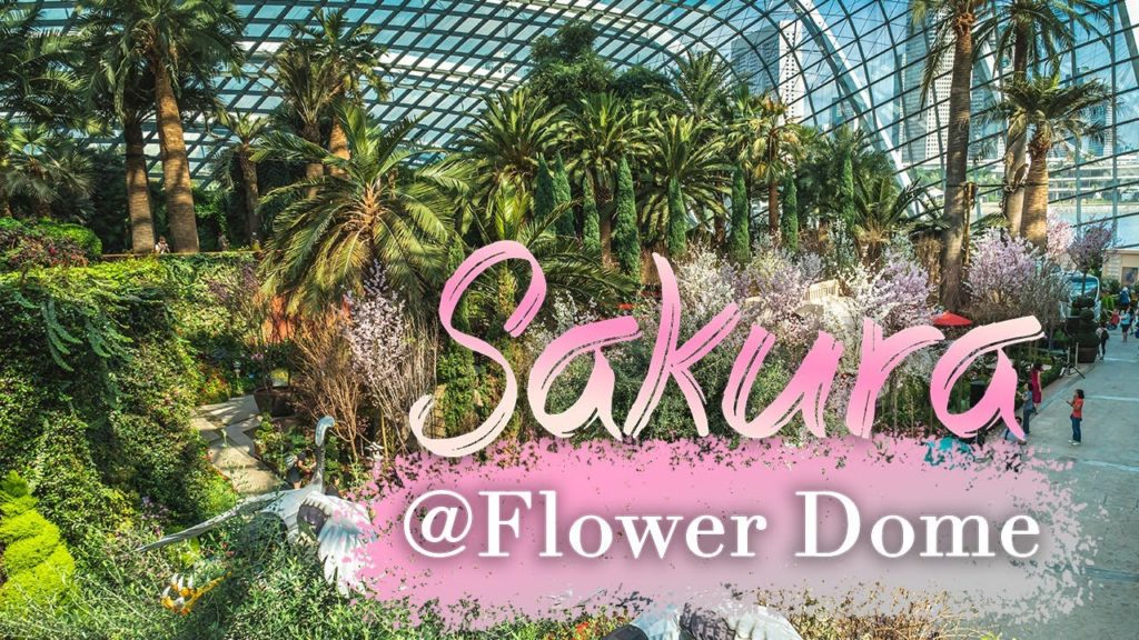 Cherry blossom viewing in Singapore: Sakura Matsuri @ Gardens by the Bay 2020 | still travelling #08 Cherry blossom viewing in Singapore: Sakura Matsuri @ Gardens by the Bay 2020 | still travelling #08