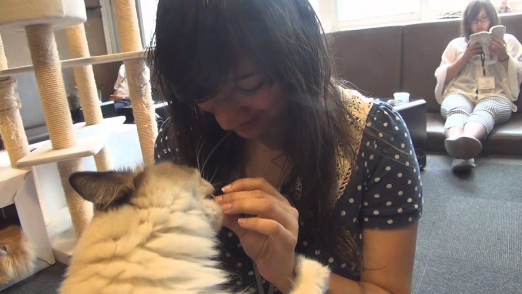 BEST CAT CAFE w/ friends | Japan Trip Day 19+20 | Damien and Kimmi BEST CAT CAFE w/ friends | Japan Trip Day 19+20 | Damien and Kimmi