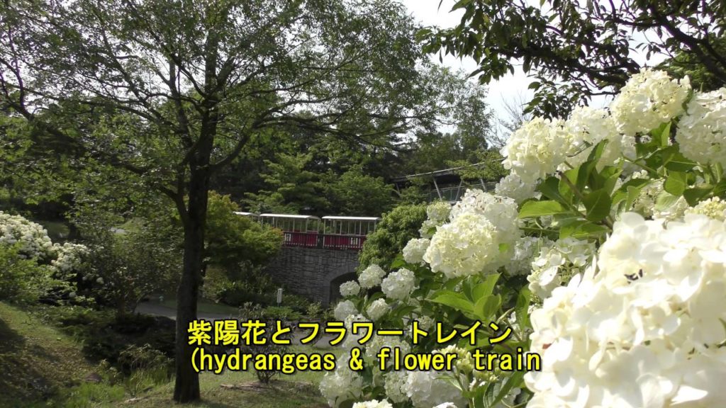 4K ・とっとり花回廊のアジサイ（紫陽花）と霧の庭園(Hydrangeas & Foggy garden)Tottori flower park超高画質