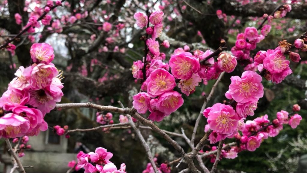 KYOTO【Plum Blossoms】Kitano Tenmangu Shrine 【Japan Travel 4K】【Kioto Japón Viaje】梅の花 京都・北野天満宮 梅花祭2020