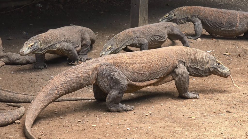 Komodo National Park, Indonesia in 4K (Ultra HD)