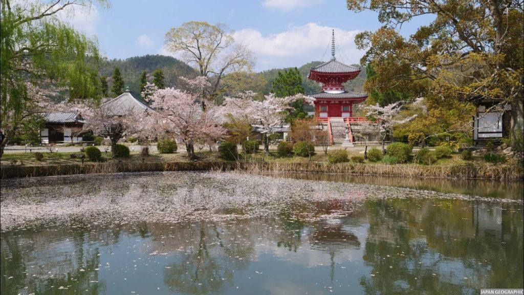 JG 4K HDR 京都 大覚寺と大沢池の桜(史跡,名勝,重文) Kyoto,Daikakuji(Historic Site,Scenic Beauty,Cultural Property)