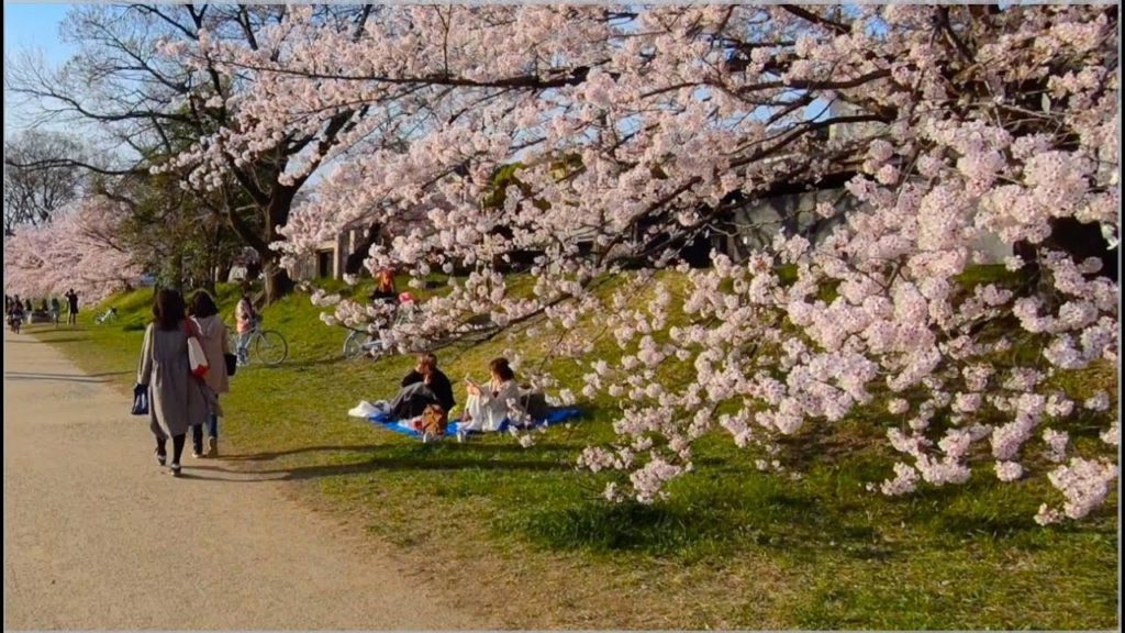 Kyoto, Kamogawa Cherry-Blossom - from Kyoto Botanical Garden to the north [4K] POV