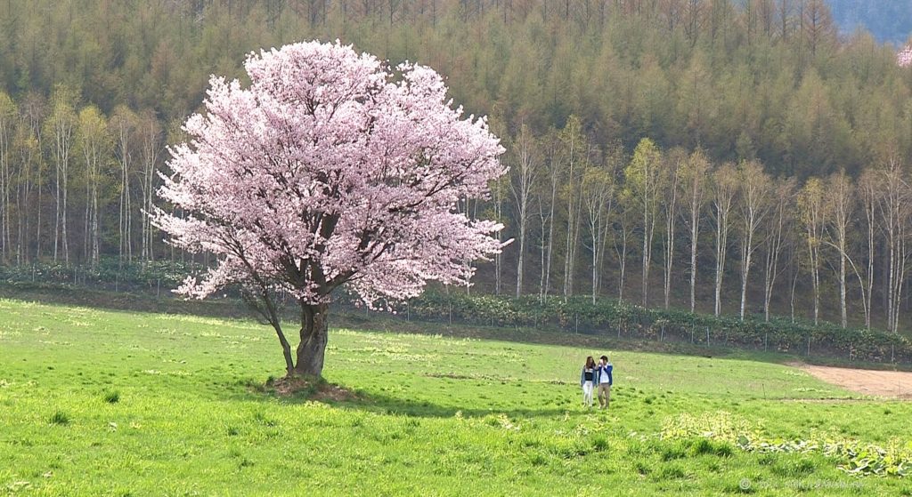 富良野一本桜　Cherry one　Furano, Hokkaido