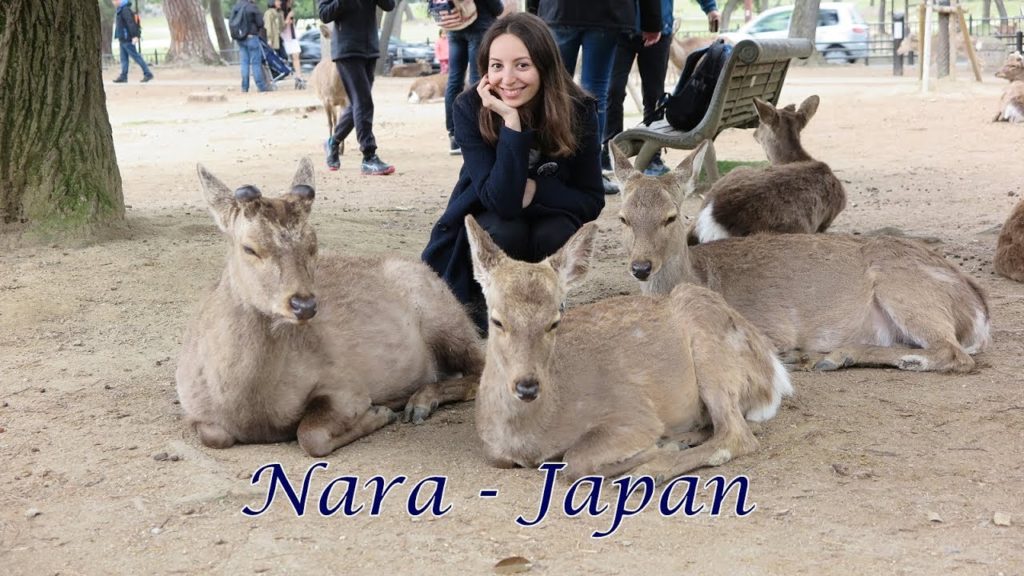 Japan travel - NARA