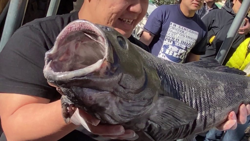 Giant Skilfish. Blackcod Cutting Show | Deep Sea Fish | japanese street food