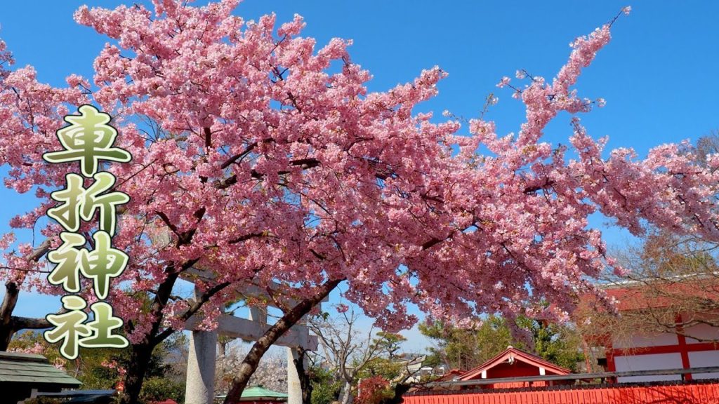 KYOTO【Cherry blossoms】Early Blooming Cherry Blossoms of Kurumazaki shrine. #車折神社 ＃河津桜 #4K