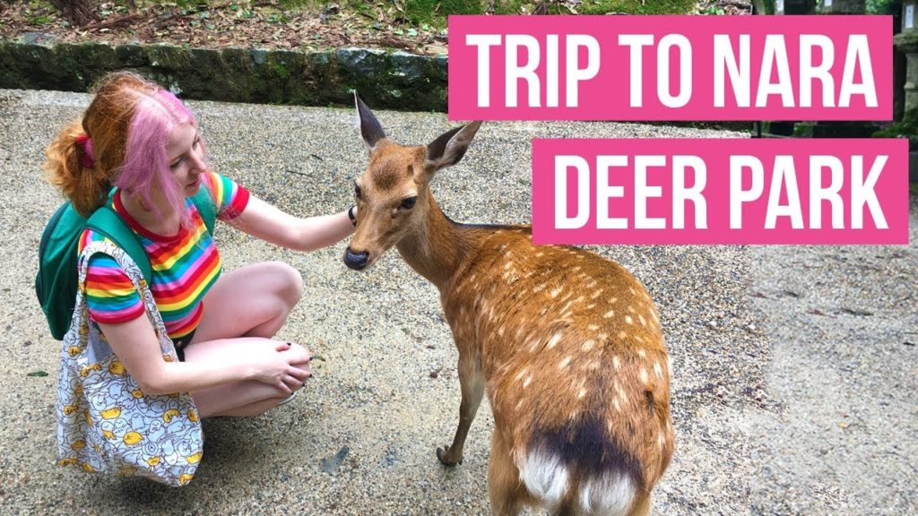 Nara Deer Park in Japan!  - Getting to Nara Park travel guide tour -