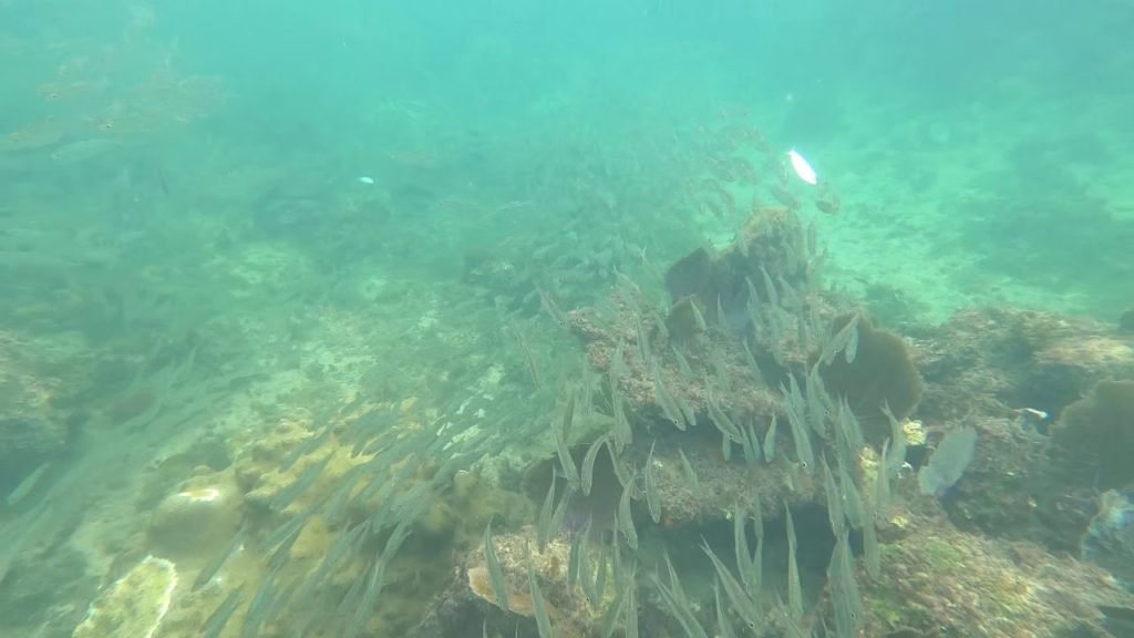 Snorkelling in Negril, Jamaica