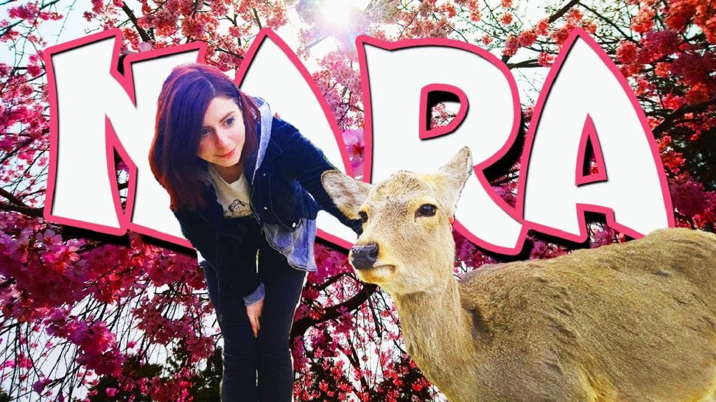 The Deer of NARA, JAPAN in Sakura Season 奈良市  |The Nara deer can be Vicious! (Be careful)