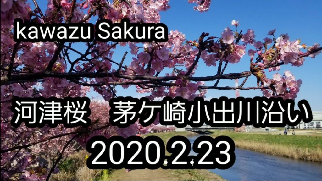 河津桜　茅ケ崎小出川沿い　2020.2.23 kanagawa Japan cherry blossms