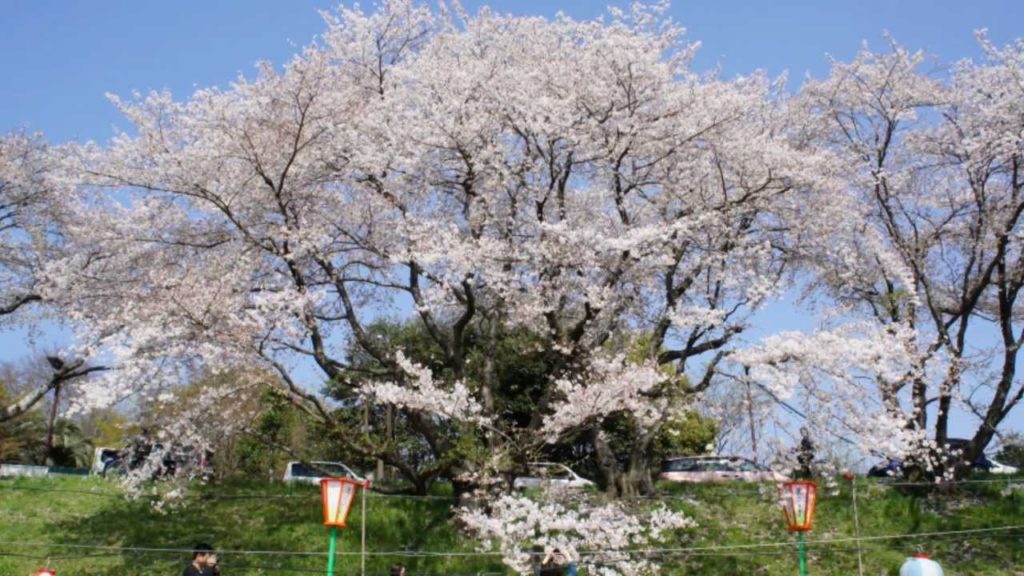 Cherry blossom viewing at Korakuen Okayama 2012