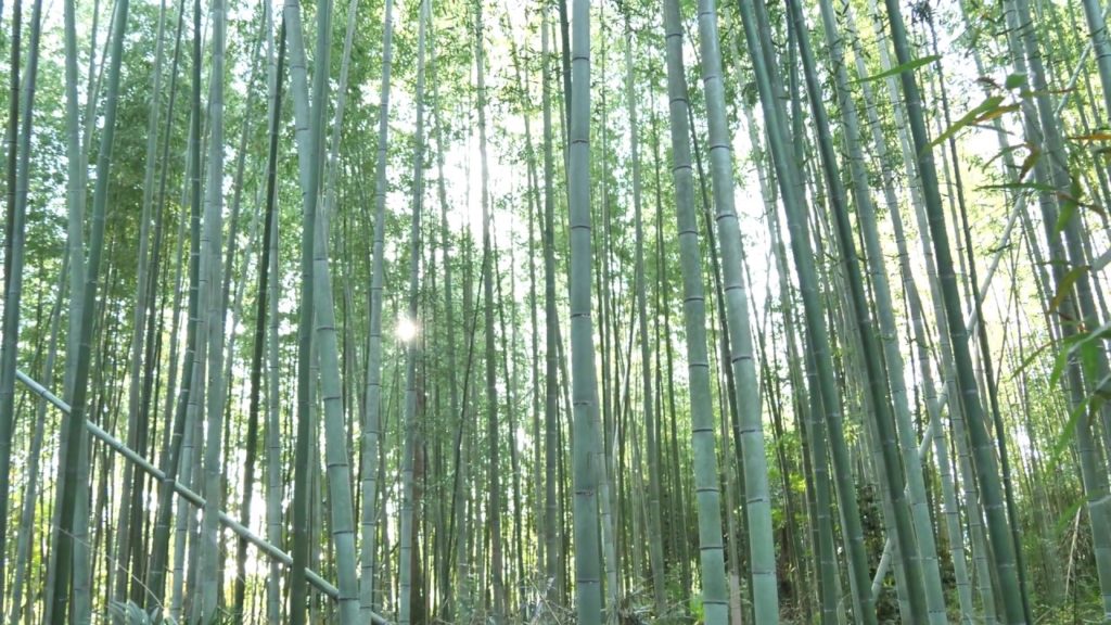 Kyoto - A View of Arashiyama Bamboo Forest (4K60P)