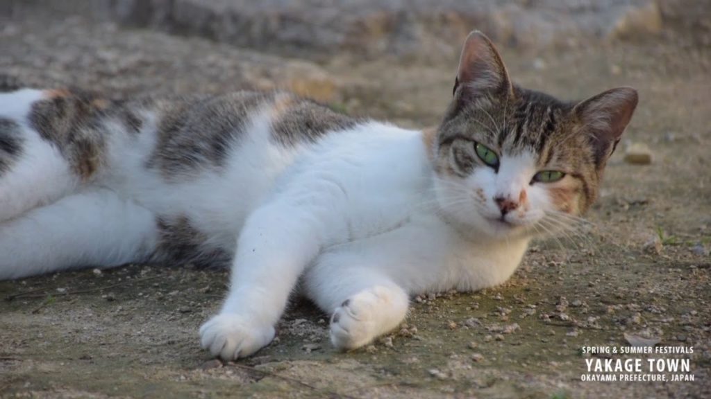 Spring & Summer Festivals in Yakage Town, Okayama Prefecture, Japan