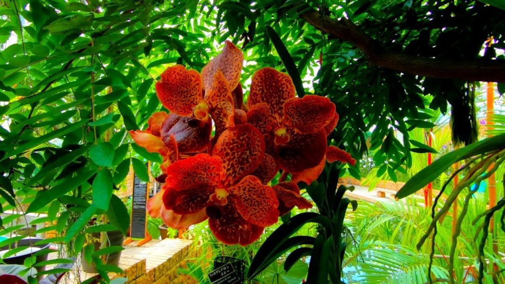 Tropical Dream Centre, Motobu, Okinawa, Japan GoPro 1080p