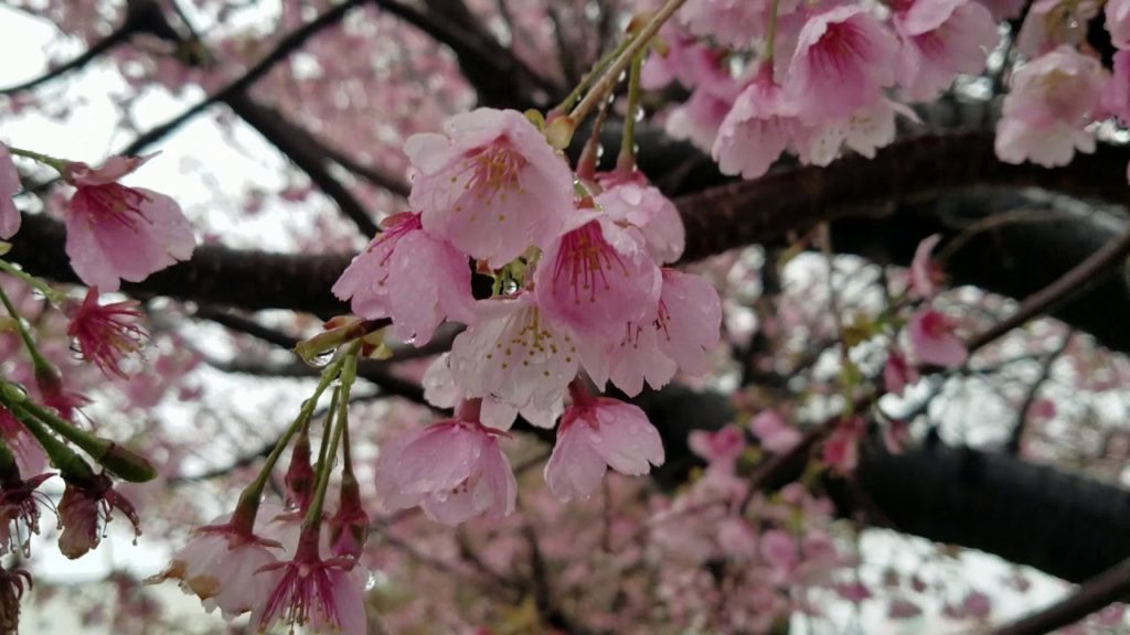 Amazing Cherry Blossom in Tokyo