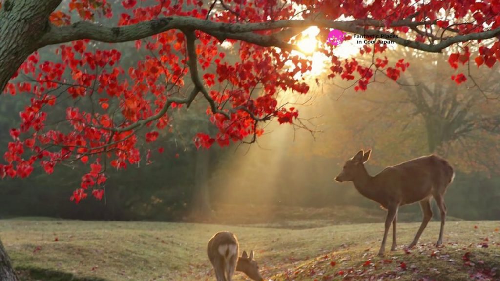 Miyajima Momijidani Park, Hiroshima Miyajima Momijidani Park, Hiroshima