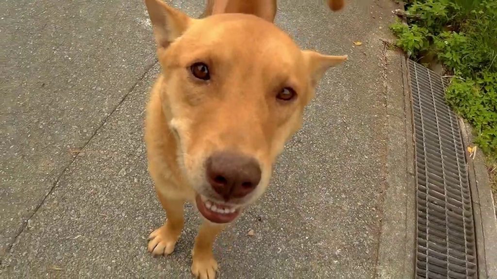 WWOOF - Kiyuna Farm (Okinawa, November 2018)