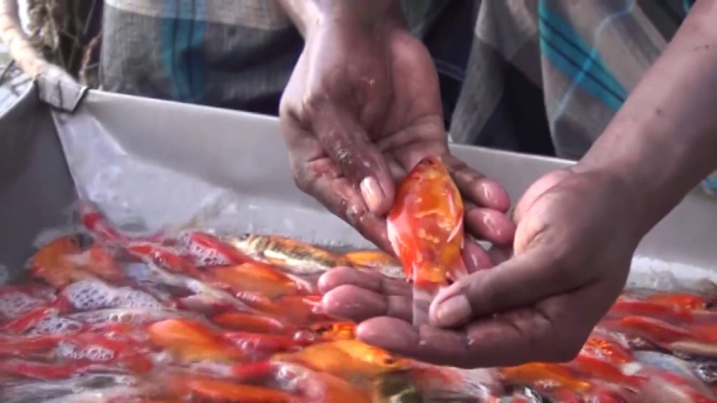 Starting a Business - Koi Fish Farming Business Ideas and Fish Aquarium Farming Project