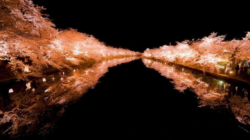 [ 4K UHD ] 弘前城公園の夜桜 弘前桜まつり Night Cherry Blossoms at Hirosaki Castle in Aomori