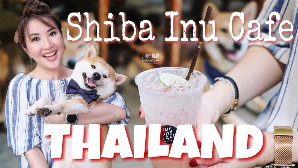 Shiba Inu Cafe for Dog Lovers in Thailand - Vlog Myfunfoodiary