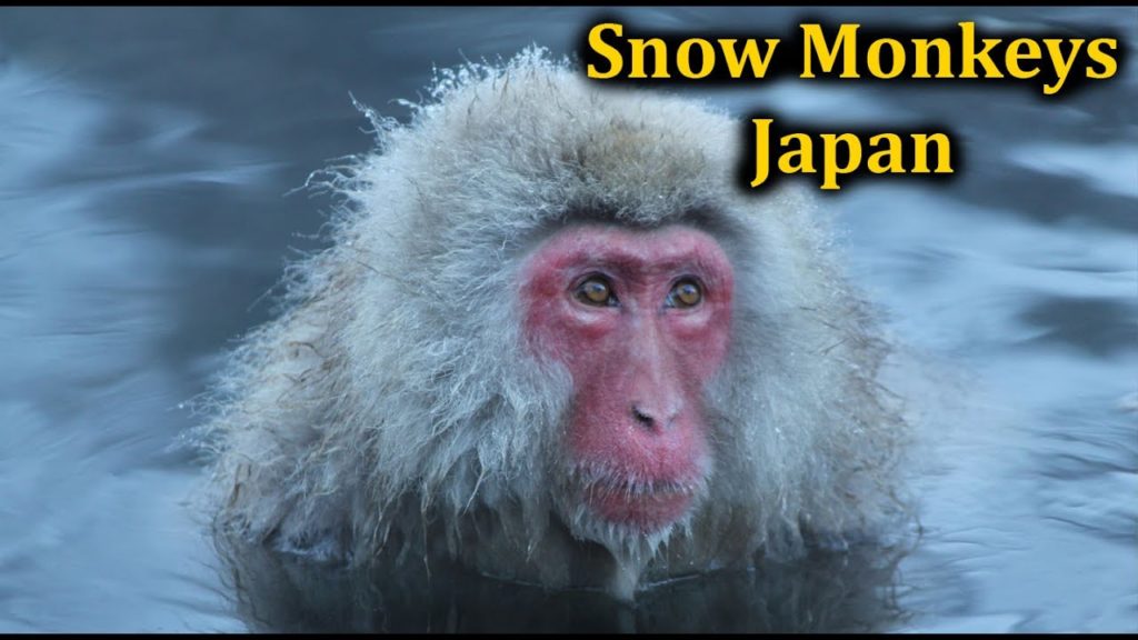 Snow Monkeys - Japan - Nakano