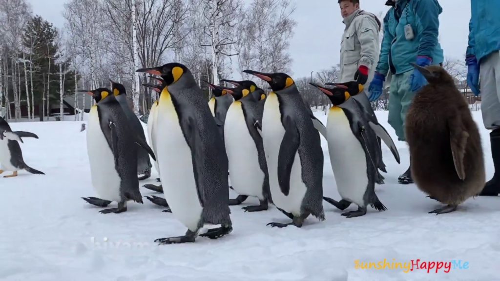 12 Days in Wintery Hokkaido 12 Days in Wintery Hokkaido