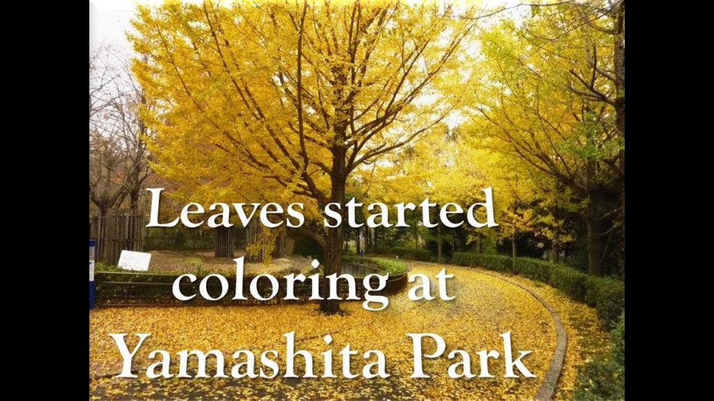 Yamashita park Escapade I YOKOHAMA I ELJUN