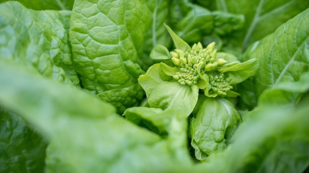 Organic Vegetables | Napa Cabbage Sprouts "Fukutati" [Taste of Nature]