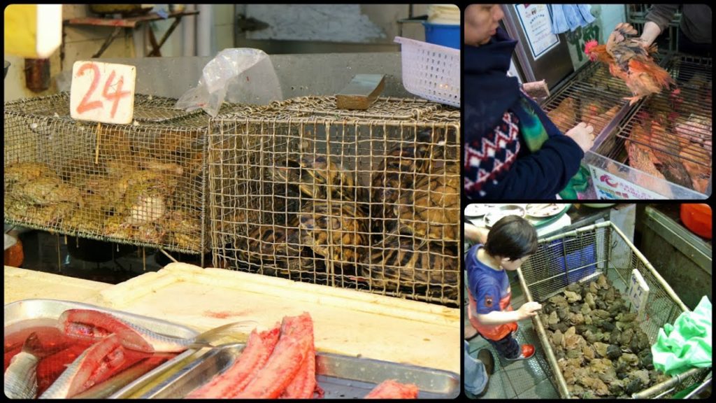 Live Animal Market Walkthrough & Upsetting The Locals In Sham Shui Po Hong Kong Live Animal Market Walkthrough & Upsetting The Locals In Sham Shui Po Hong Kong