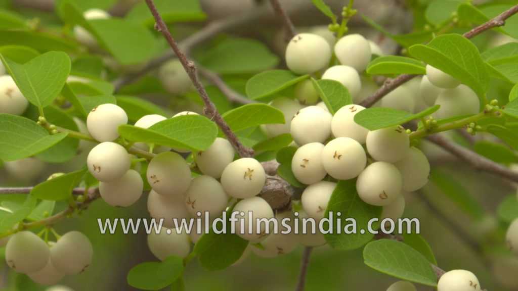 Flueggea leucopyrus with fruit at Rao Jodha Park, Jodhpur