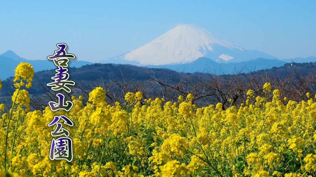 KANAGAWA. Blooming canola flowers in Azumayama Park #吾妻山公園 #4K