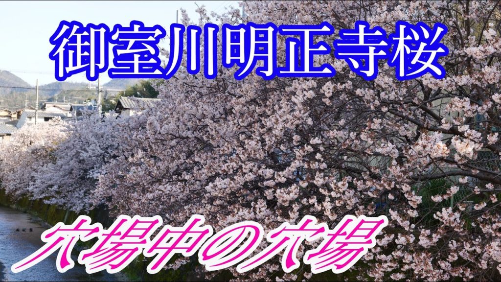 【京都観光】Kyoto Japan桜の穴場　御室川畔明正寺桜　京都観光スポット、京都の春