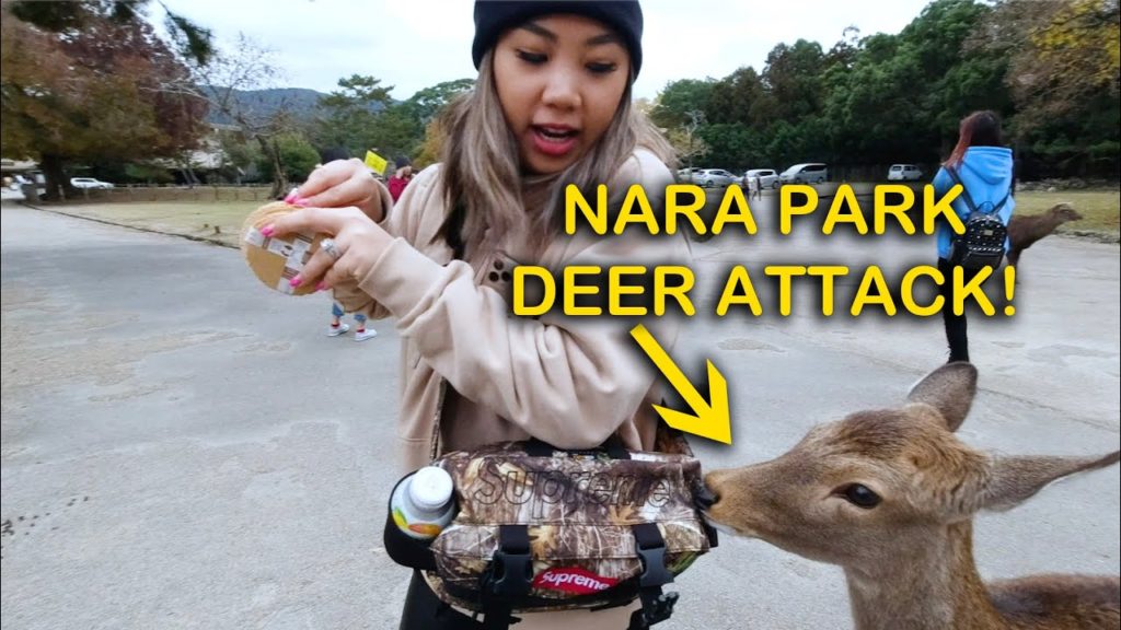 ATTACKED BY DEERS AT NARA | DJI Osmo Action Vlog