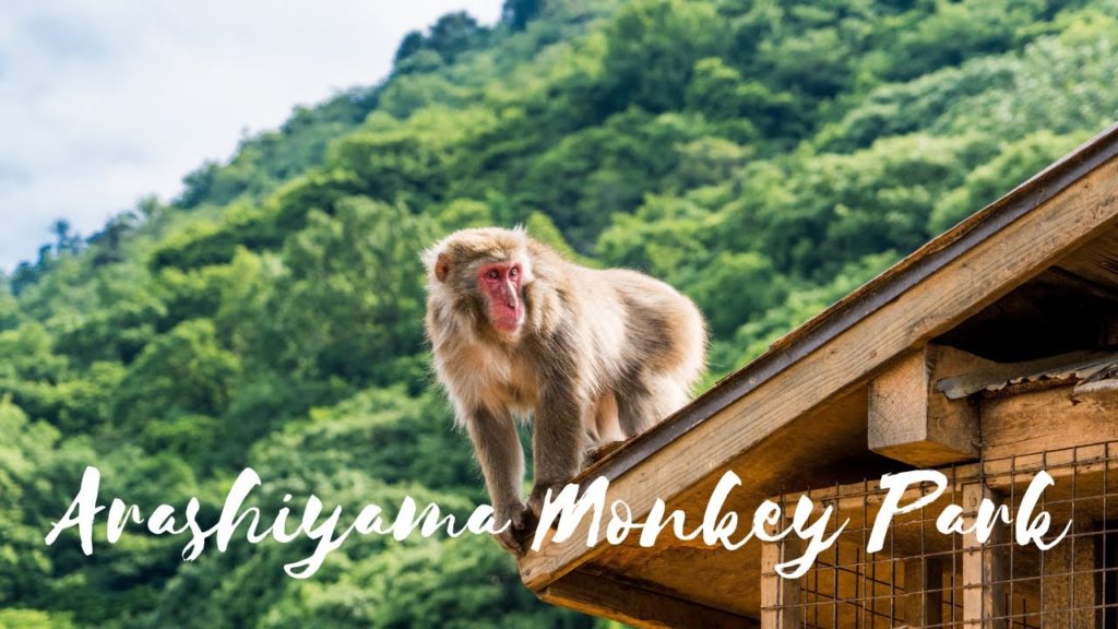 Arashiyama Monkey Park: the most adorable Park in Kyoto
