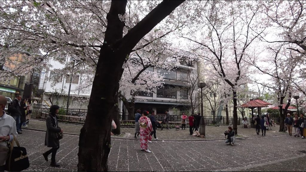 Sakura in Kyoto to shoot with FDR-X 3000(4K Japan)