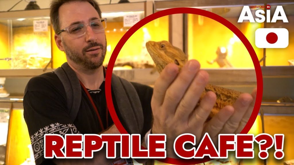 Check out this Reptile Cafe in Japan