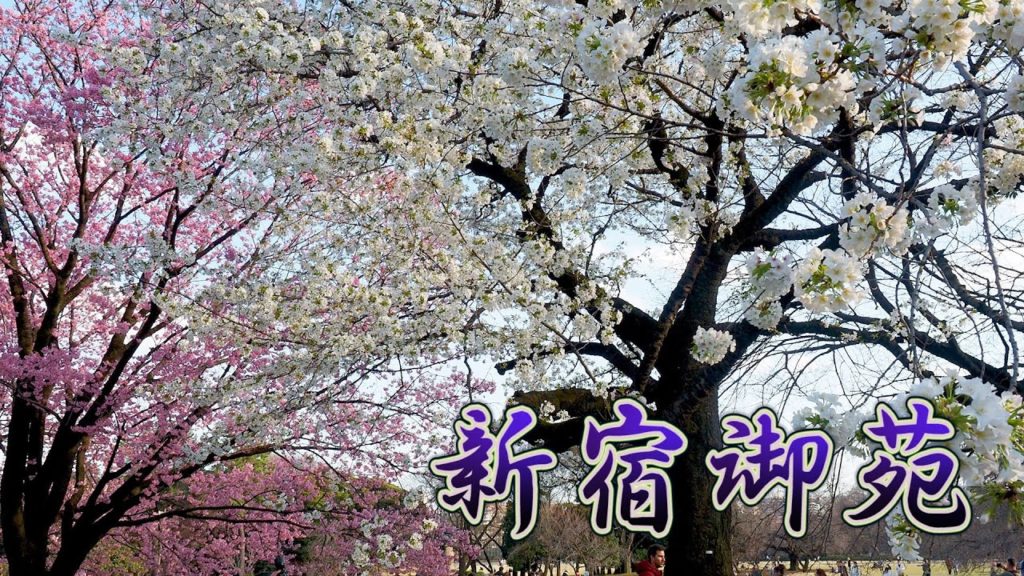 TOKYO【Cherry blossoms】“Yoko”,“Oshima-zakura”,“Shidare-zakura”of Shinjuku Gyoen National Garden.  #4K