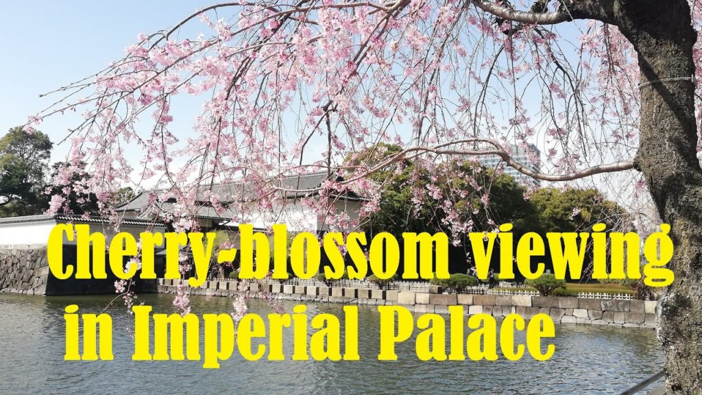 東京花見シリーズ2020 in 皇居｜Japan Cherry-blossom viewing in Imperial Palace Tokyo 2020d