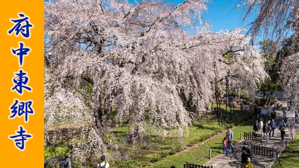 (Cherry Blossom Japan 2020🌸) Shidare-zakura of Tokyo Fuchu Togo-ji Temple #東郷寺 #枝垂れ桜 #府中