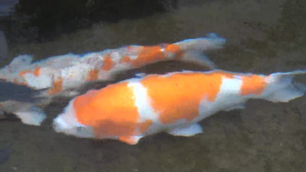 Gujo Hachiman, a castle town where people live with clean water (Japan)/Recommended for sightseeing