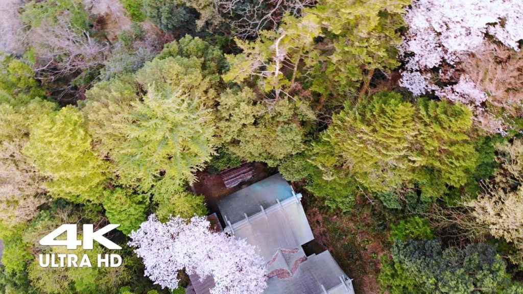 [4K DRONE] 夕陽に映える里山の桜 穴澤天神社（稲城市）からの空撮 | Aerial Photography Anazawaten Shrine in Kanagawa