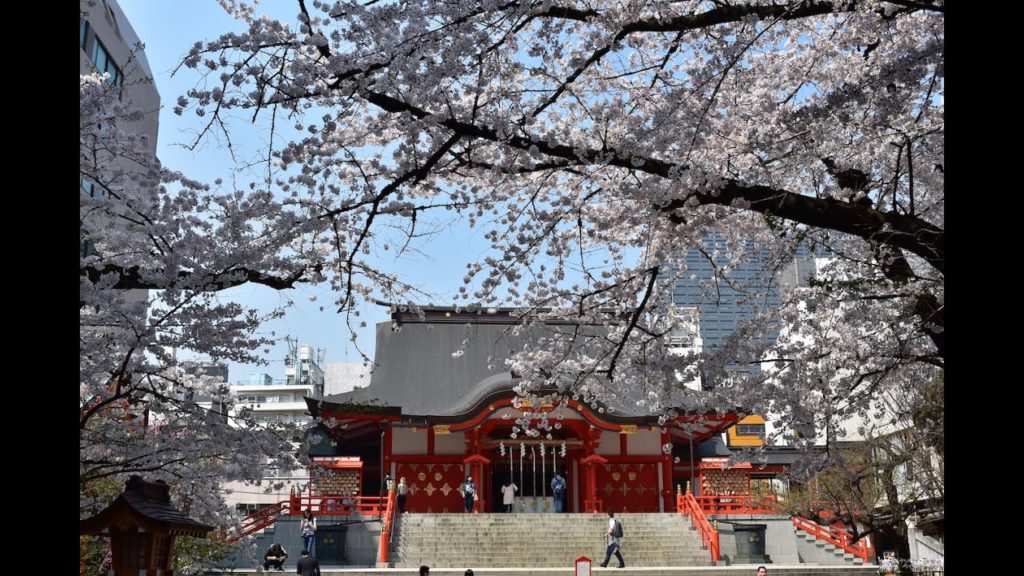 Sakura Alo Japan