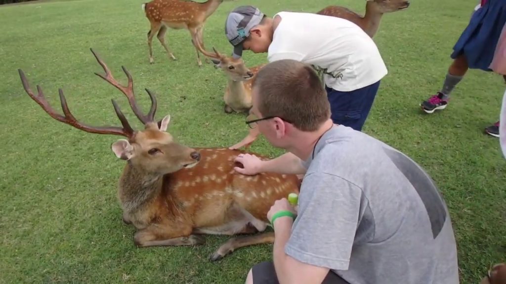 Our Trip to Nara park, where the Deer rule.