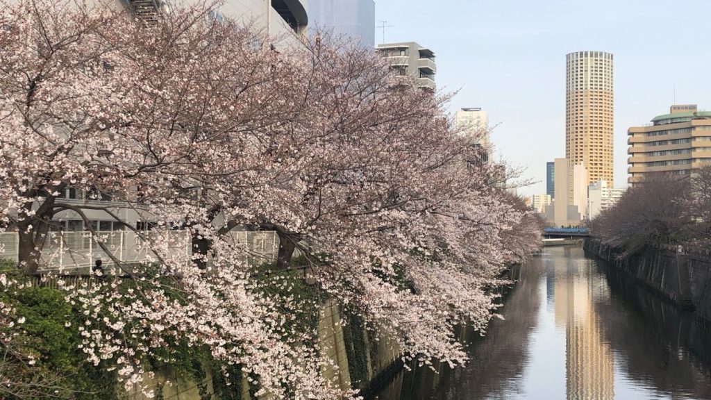 【🌸桜開花 Cherry Blossom 2020🌸】東京 目黒川 Tokyo Meguro-River (2020.3.22) 目黒駅周辺は満開 間近!Sakura Japan Spring! 【🌸桜開花 Cherry Blossom 2020🌸】東京 目黒川 Tokyo Meguro-River (2020.3.22) 目黒駅周辺は満開 間近!Sakura Japan Spring!