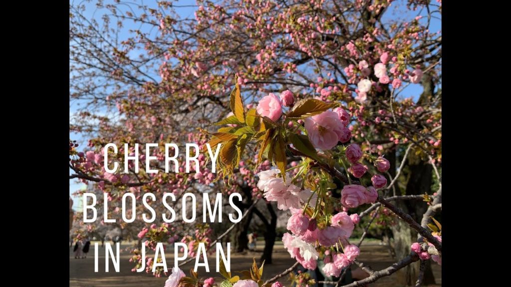 Cherry blossoms Japan Cherry blossoms Japan