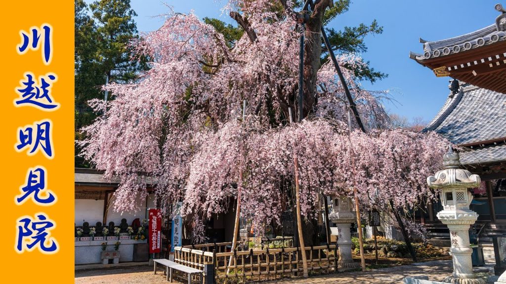 (Cherry Blossom Japan 2020πΈ) Shidare-zakura of Kawagoe Myoken-in Temple 4K HDR #ζθ¦ι’ #ζεγζ‘ #ε·θΆ (Cherry Blossom Japan 2020πΈ) Shidare-zakura of Kawagoe Myoken-in Temple 4K HDR #ζθ¦ι’ #ζεγζ‘ #ε·θΆ